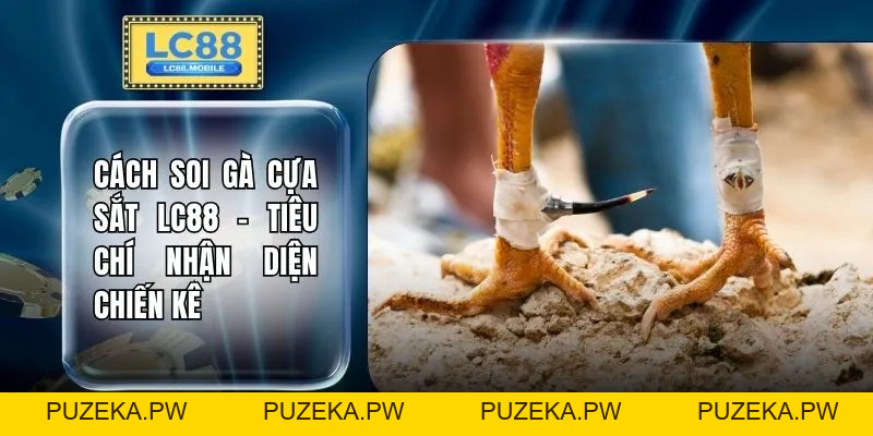 Đá Gà LC88 - Bứt Tốc 150% Sức Mạnh Khi Trận Đấu Đẩy Lên Đỉnh - PUZEKA