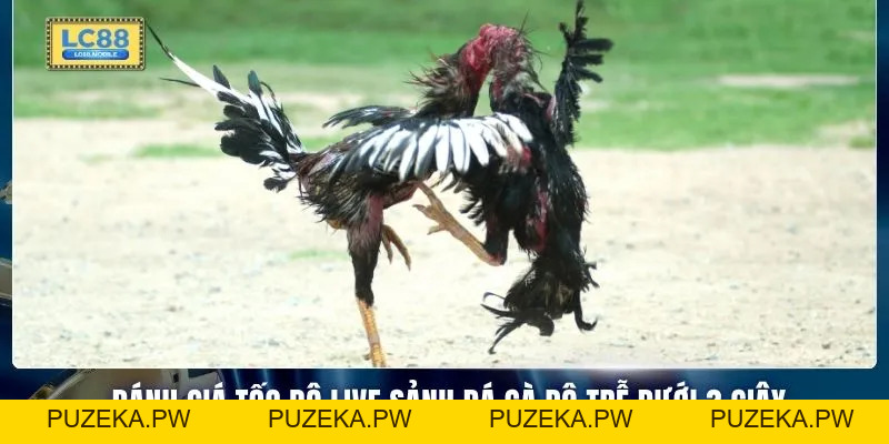 Đánh Giá Tốc Độ Live Sảnh Đá Gà - Không Độ Trễ 0.5s - PUZEKA
