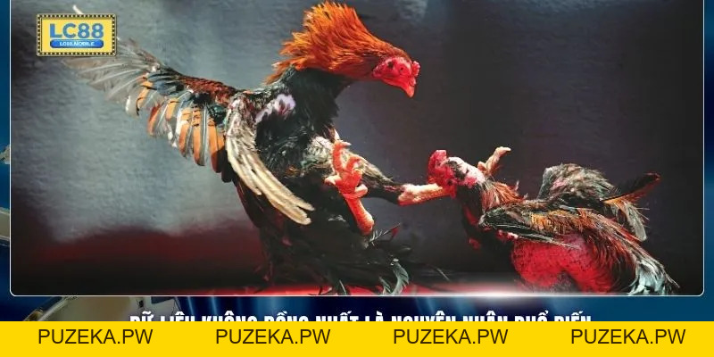 Luật Xử Hòa (BDD) Sảnh Đá Gà LC88 - Giải Mã Cơ Chế Kết Quả - PUZEKA